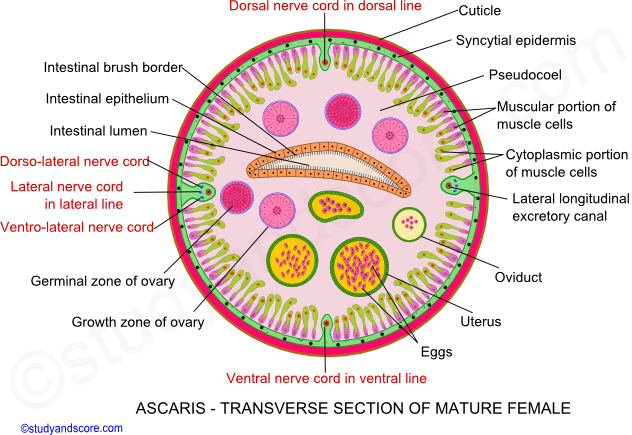 ascaris transverse section of mature female, Ascaris reproductive system, Ascaris female reproductive system, Formation of gametes, Ovaries, Ovidust, Uteri, Vagina, Germinal zone, Growth zone, Maturation zone